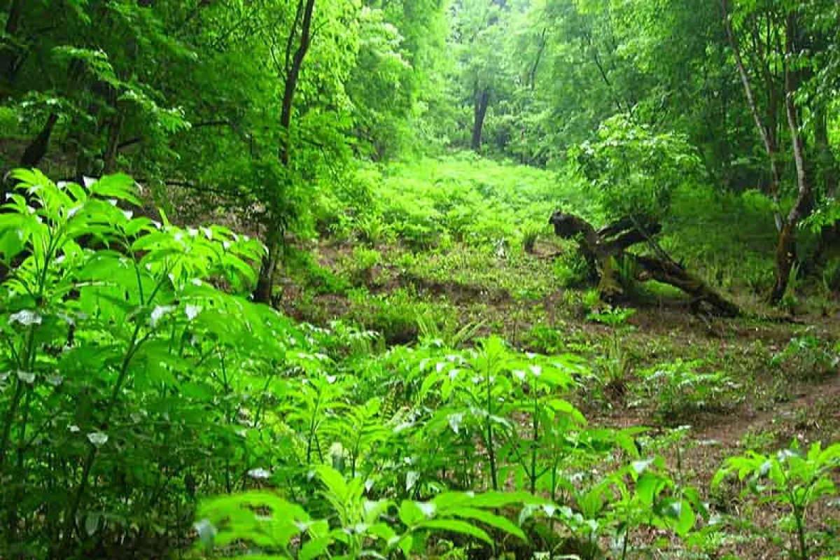 استعلام کاربری زمین منابع طبیعی