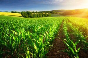 اصول کلیدی تقسیم ارث زمین زراعی